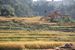 Катманду - рисовое поле